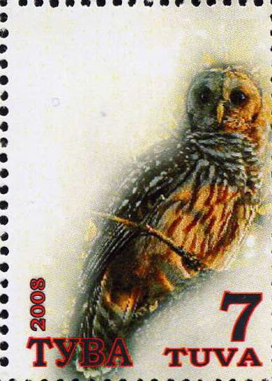 Owls