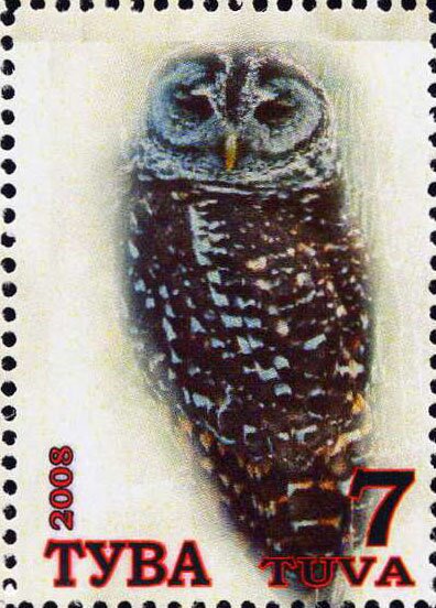 Owls