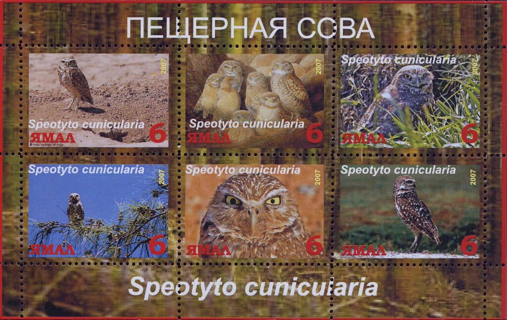 Speotyto cunicularia