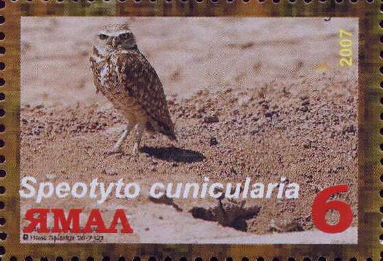 Speotyto cunicularia