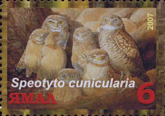 Speotyto cunicularia