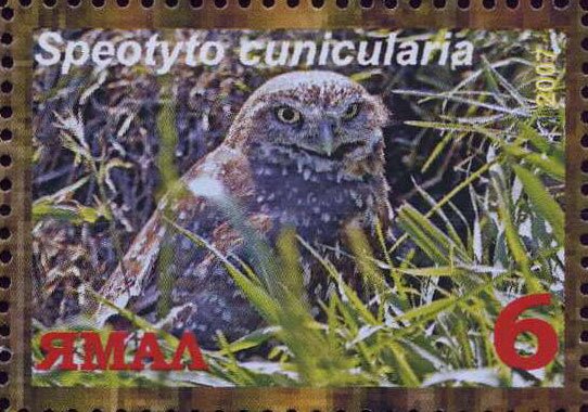 Speotyto cunicularia