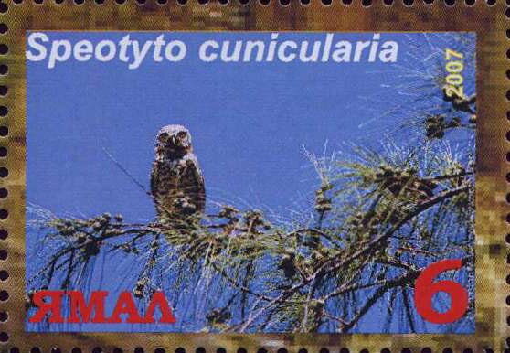 Speotyto cunicularia