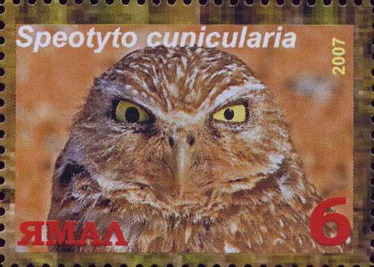 Speotyto cunicularia