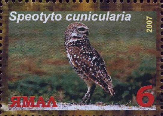 Speotyto cunicularia