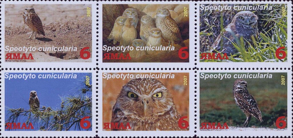 Speotyto cunicularia