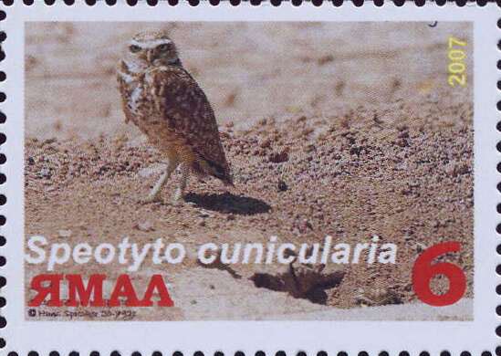 Speotyto cunicularia