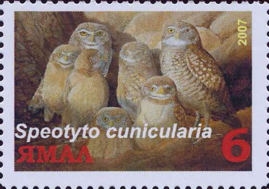 Speotyto cunicularia