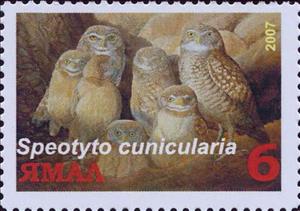 Stamp, Speotyto cunicularia, Cinderellas,  , Animals (Fauna), Birds, Birds of Prey, Owls