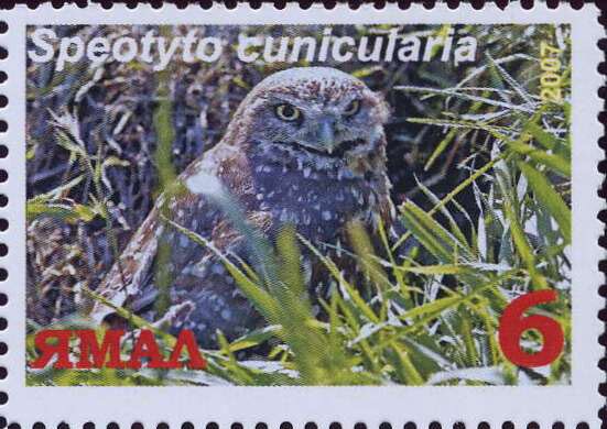 Speotyto cunicularia