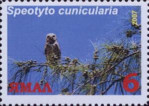 Stamp, Speotyto cunicularia, Cinderellas,  , Animals (Fauna), Birds, Birds of Prey, Owls