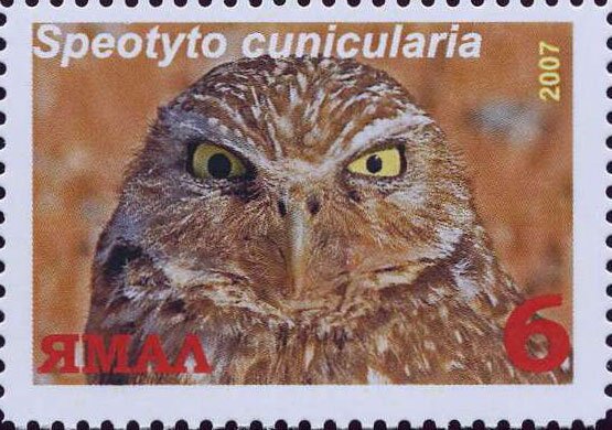 Speotyto cunicularia