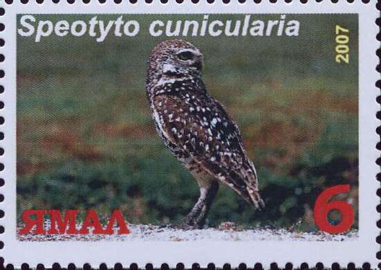 Speotyto cunicularia