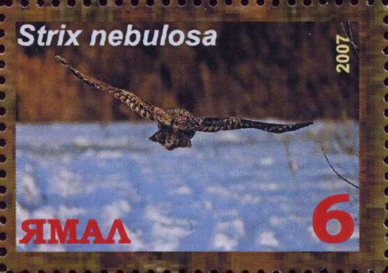 Strix nebulosa
