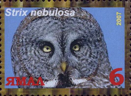 Strix nebulosa
