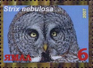 Stamp, Strix nebulosa, Cinderellas,  , Animals (Fauna), Birds, Birds of Prey, Owls