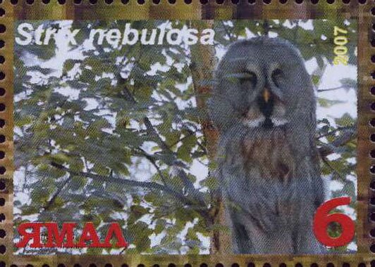 Strix nebulosa