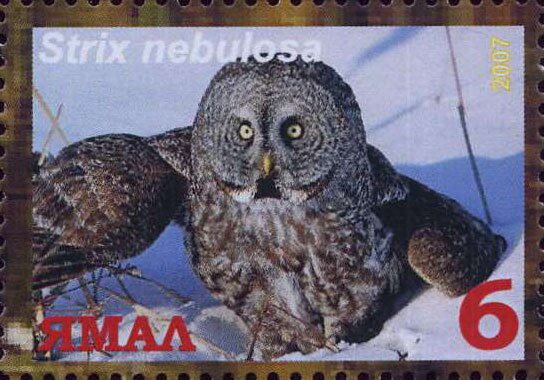Strix nebulosa