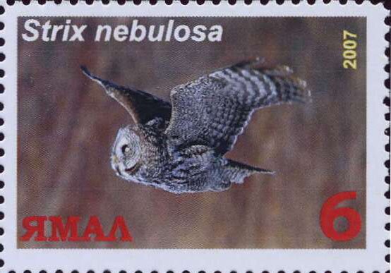 Strix nebulosa