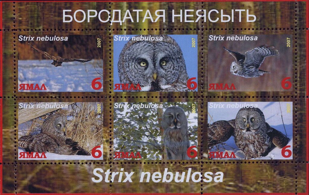 Strix nebulosa