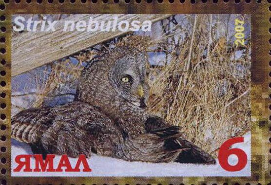 Strix nebulosa