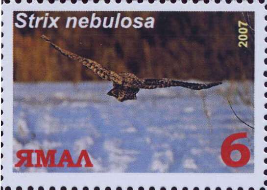 Strix nebulosa