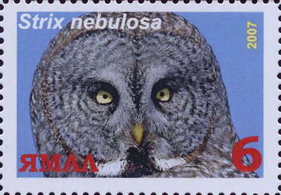 Strix nebulosa