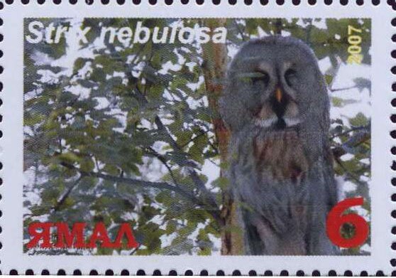 Strix nebulosa