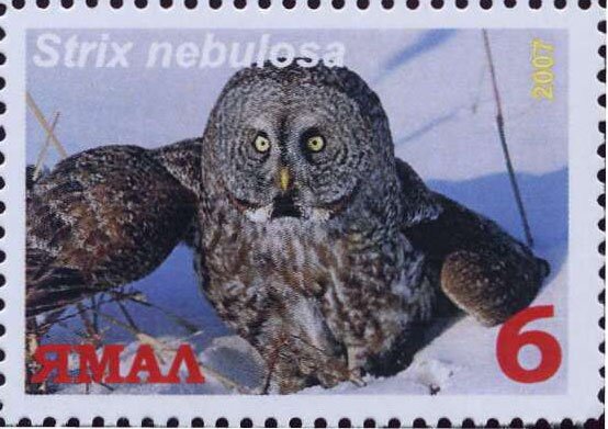Strix nebulosa
