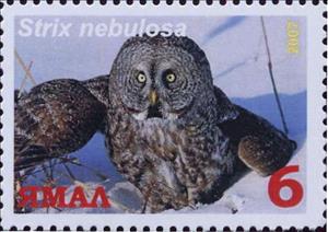 Stamp, Strix nebulosa, Cinderellas,  , Animals (Fauna), Birds, Birds of Prey, Owls
