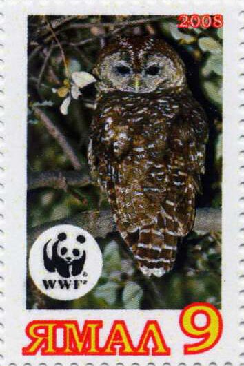 Strix nebulosa