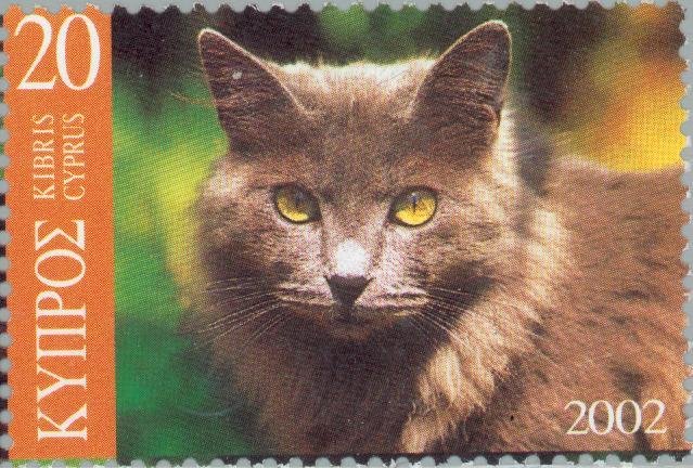 Domestic Cat (Felis silvestris catus)