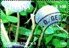 Coprinus plicatilis