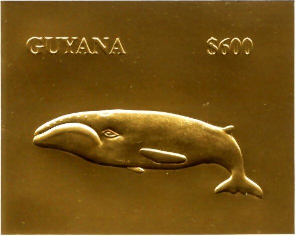 Eubalaena glacialis