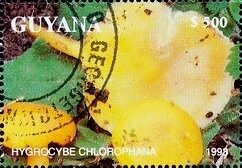 Hygrocybe chlorophana