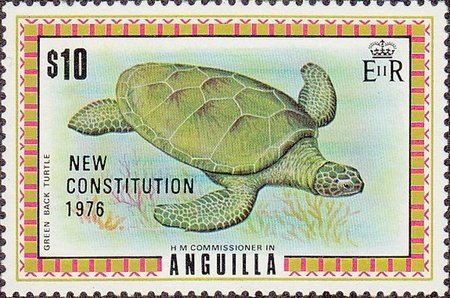 Green Sea Turtle (Chelonia mydas)