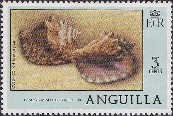 Queen Conch (Lobatus gigas)