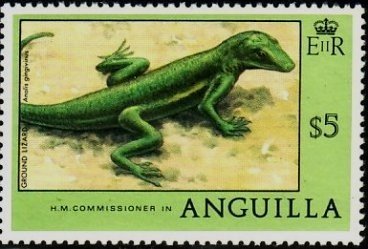 Anguilla Bank Anole (Anolis gingivinus)