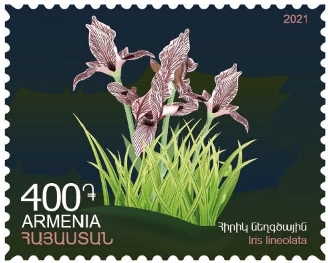 Iris lineolata