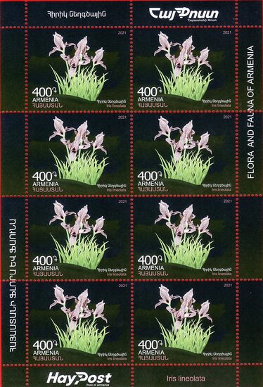 Iris lineolata