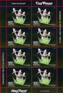 Mini Sheet, Iris lineolata, Armenia,  , Flowers, Plants (Flora)