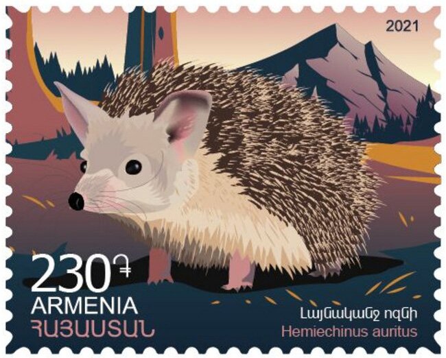 Long-Eared Hedgehog (Hemiechinus auritus)