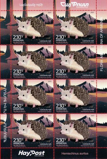 Long-Eared Hedgehog (Hemiechinus auritus)