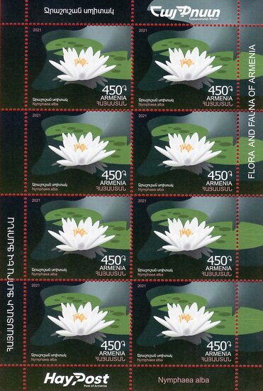 White Water Lily (Nymphaea alba)