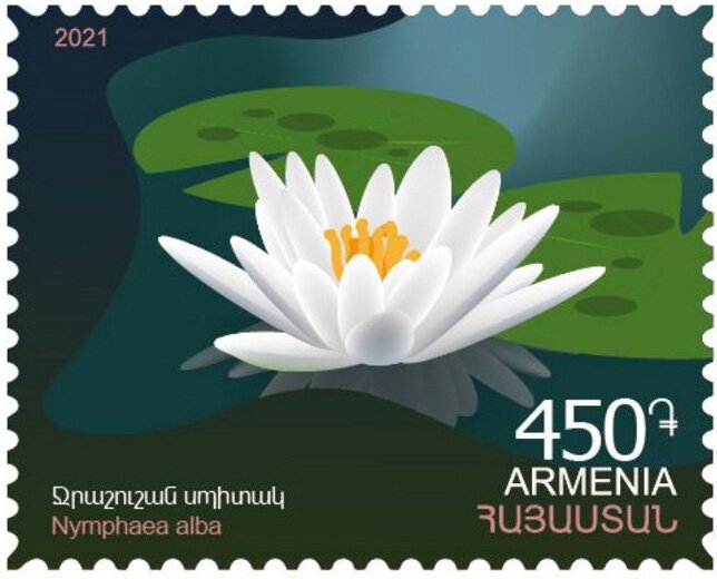 White Water Lily (Nymphaea alba)