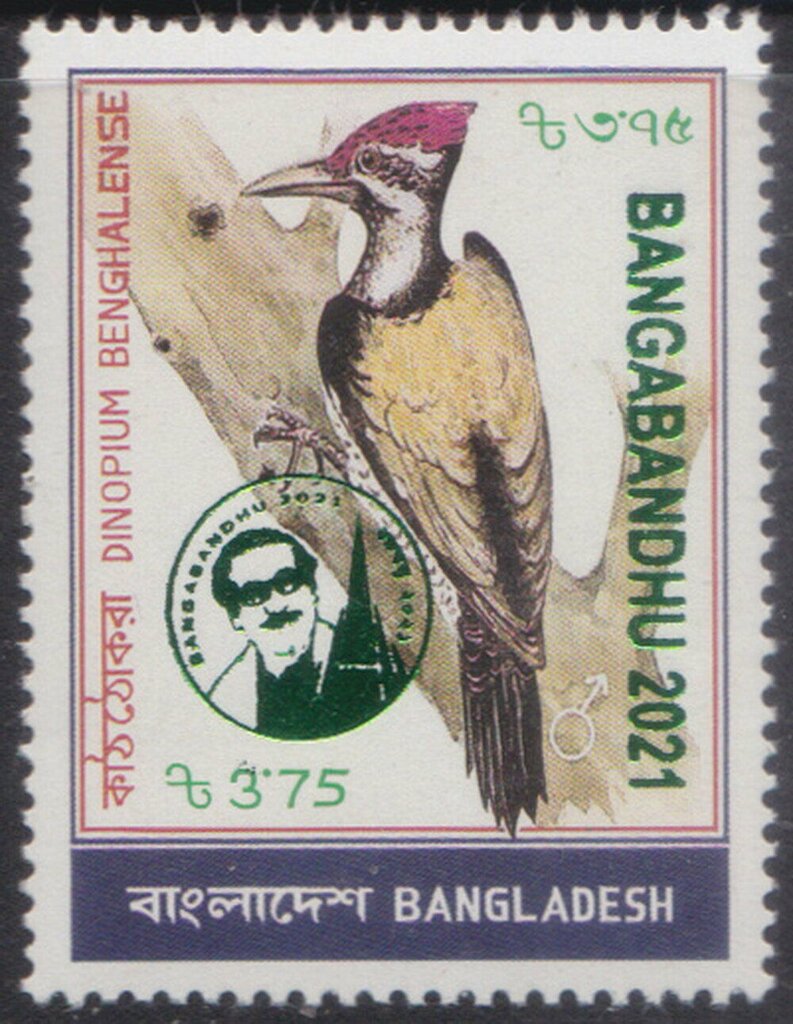 Black-rumped Flameback (Dinopium benghalense) Overprinted