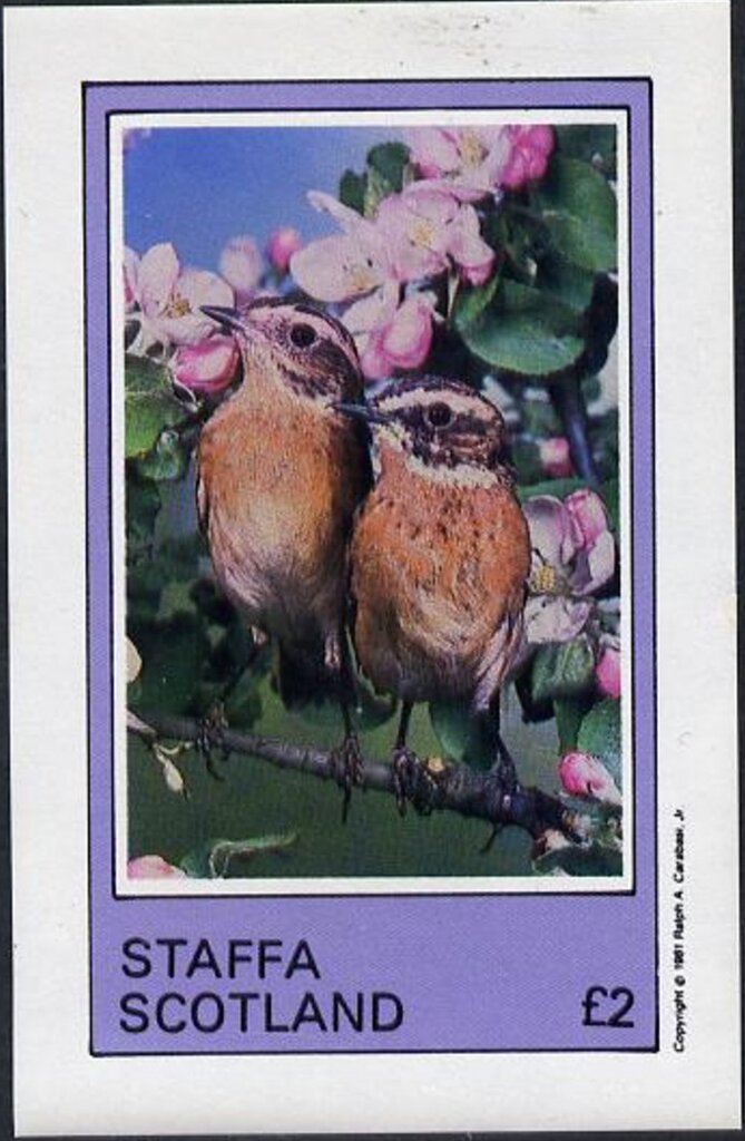 Birds