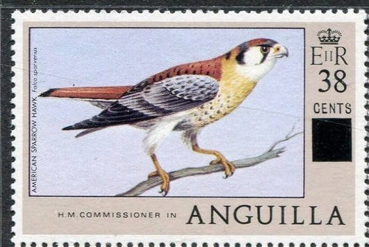 American Kestrel (Falco sparverius)