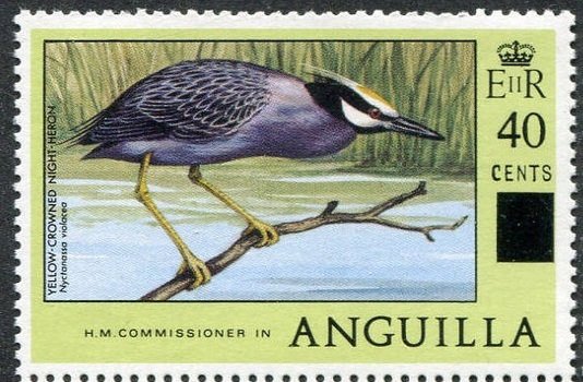 Yellow-crowned Night Heron (Nyctanassa violacea)