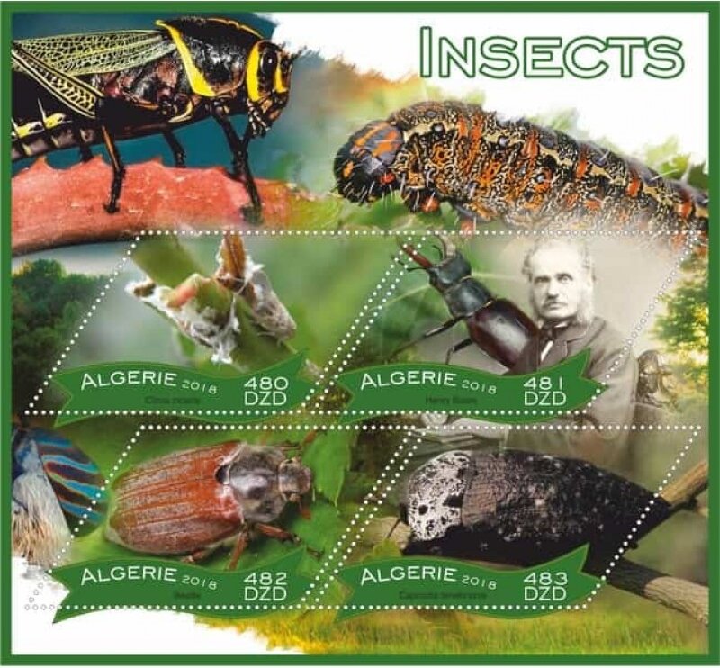 Insects